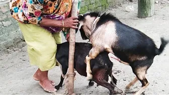 Giant black goat vs big billy-goat । Bakri crossing।By Breeding channel we