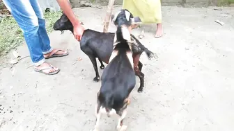 Giant black goat vs big billy-goat । Bakri crossing।By Breeding channel we #2