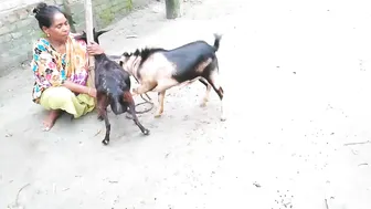 Giant black goat vs big billy-goat । Bakri crossing।By Breeding channel we #3