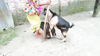 Giant black goat vs big billy-goat । Bakri crossing।By Breeding channel we #4