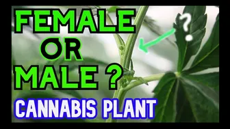 Difference between Male & Female Marijuana plant - How to