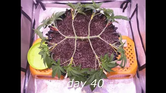 GreenGelato by RQS (from seed to harvest short film) Main-Lining, Lollipopping