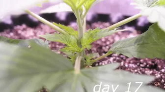 GreenGelato by RQS (from seed to harvest short film) Main-Lining, Lollipopping #2