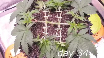 GreenGelato by RQS (from seed to harvest short film) Main-Lining, Lollipopping #3