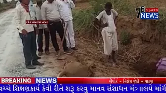 {PATAN} નિલ ગાયની કરવામાં આવી કરપીણ હત્યા 76 GUJARATI NEWS