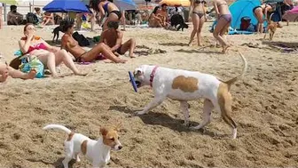 Playa Perros Barcelona