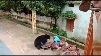 HORRIBLE BEAR ATTACK IN INDIA ???? | UNCENSORED CLIP