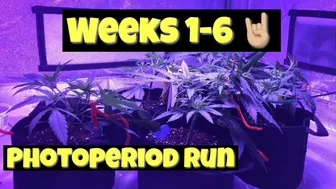 Photoperiod Cannabis Grow Start To Finish - Weeks 1-6