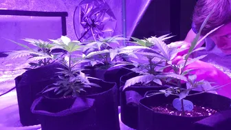 Photoperiod Cannabis Grow Start To Finish - Weeks 1-6 #4