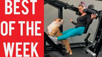 Dog Interrupts Workout and other funny videos! || Best fails of the week! || January 2020!