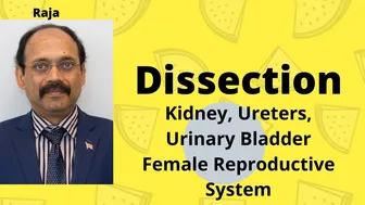 Kidney, Ureters, Bladder, and Female Reproductive System