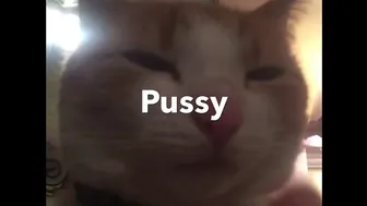 Pussy cat