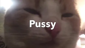 Pussy cat #2